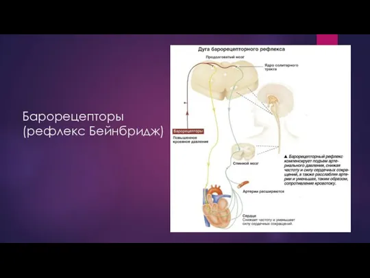 Барорецепторы (рефлекс Бейнбридж)
