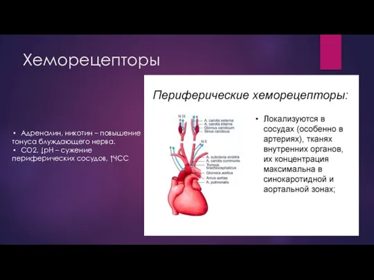 Хеморецепторы Адреналин, никотин – повышение тонуса блуждающего нерва. CO2, ↓pH – сужение периферических сосудов, ↑ЧСС