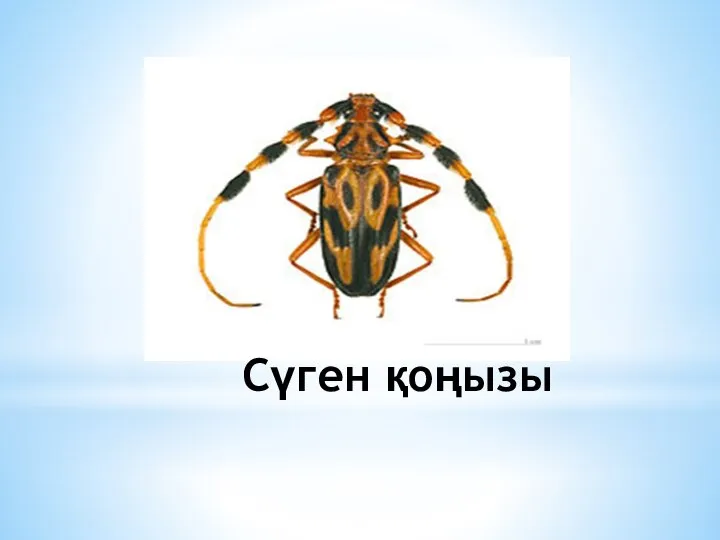 Сүген қоңызы