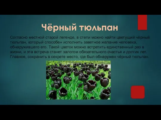 Чёрный тюльпан Согласно местной старой легенде, в степи можно найти цветущий чёрный