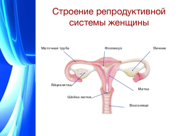 Строение репродуктивной системы женщины Маточная труба Фолликул Яичник Яйцеклетка Матка Шейка матки Влагалище