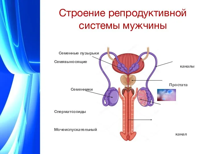 Строение репродуктивной системы мужчины Семенные пузырьки Семявыносящие каналы Простата Семенники Сперматозоиды Мочеиспускательный канал