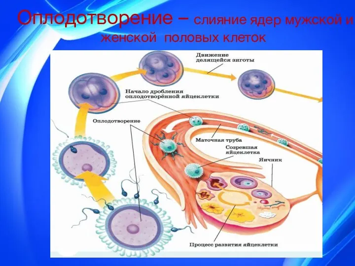 Оплодотворение – слияние ядер мужской и женской половых клеток