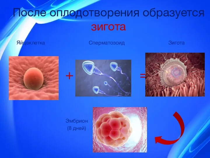 После оплодотворения образуется зигота Яйцеклетка Сперматозоид Зигота + = Эмбрион (8 дней)