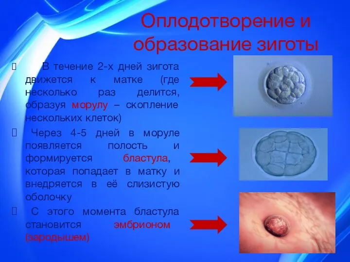 Оплодотворение и образование зиготы В течение 2-х дней зигота движется к матке