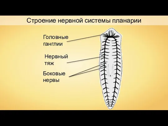 Строение нервной системы планарии Головные ганглии Нервный тяж Боковые нервы