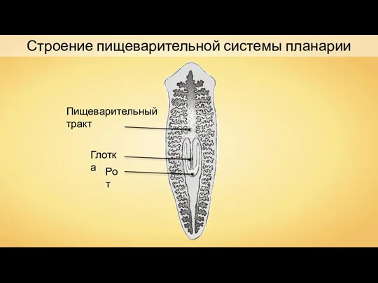 Строение пищеварительной системы планарии Пищеварительный тракт Рот Глотка