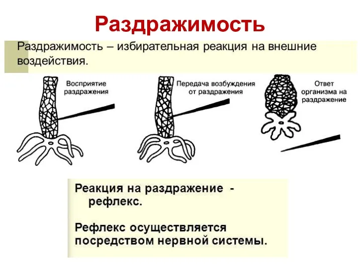 Раздражимость