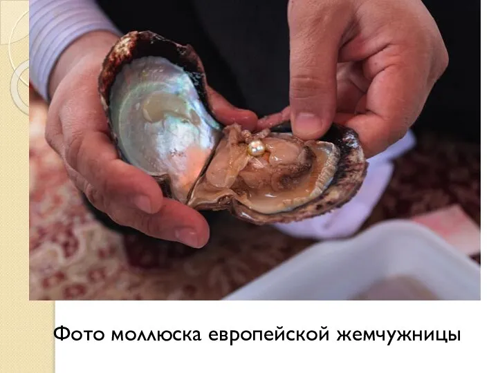 Фото моллюска европейской жемчужницы