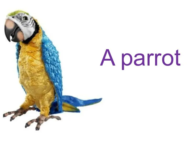 A parrot