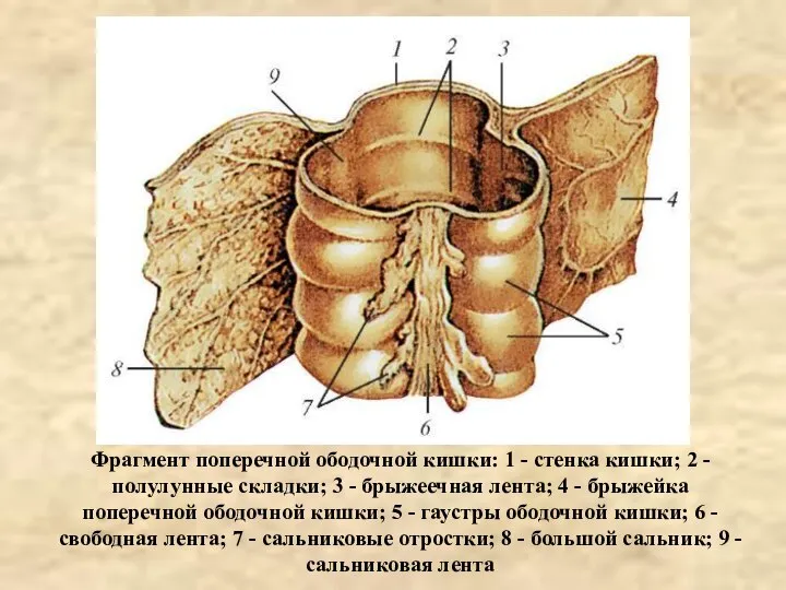 Фрагмент поперечной ободочной кишки: 1 - стенка кишки; 2 - полулунные складки;