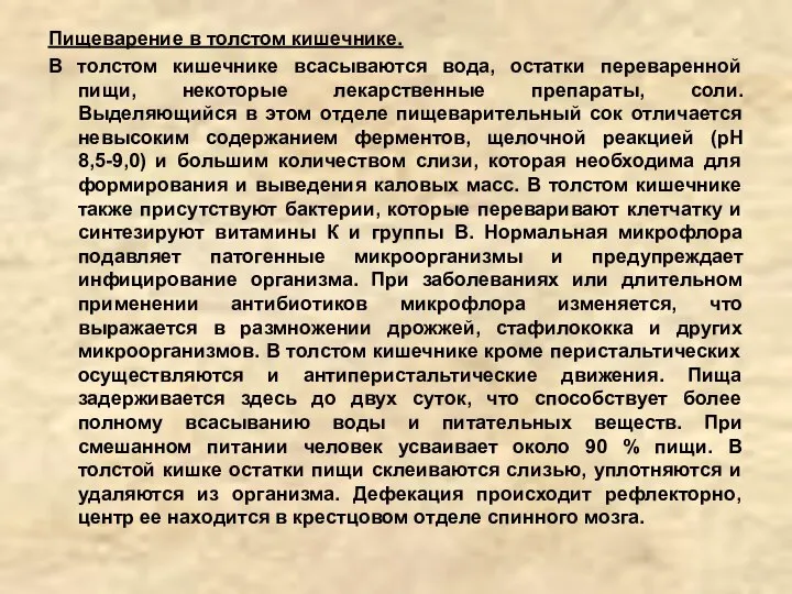 Пищеварение в толстом кишечнике. В толстом кишечнике всасываются вода, остатки переваренной пищи,