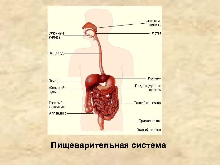 Пищеварительная система