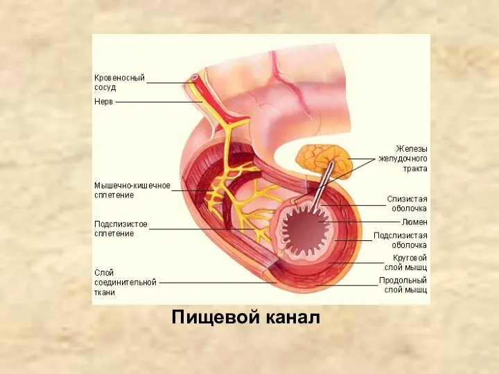 Пищевой канал