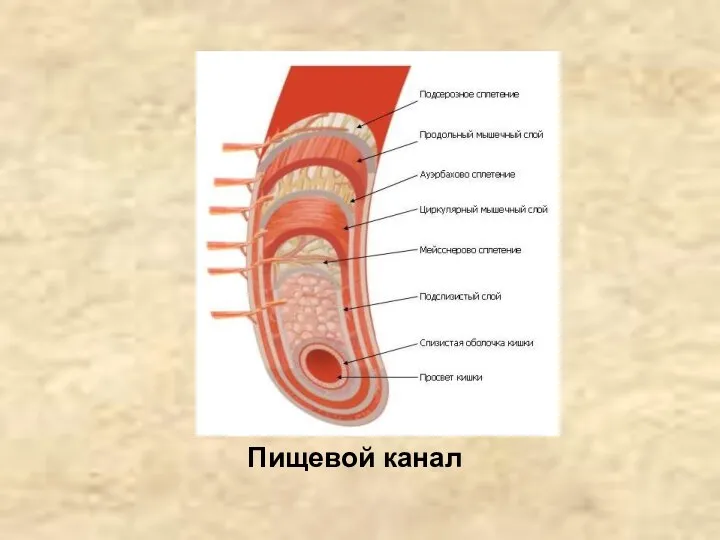 Пищевой канал