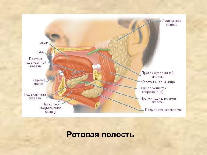 Ротовая полость