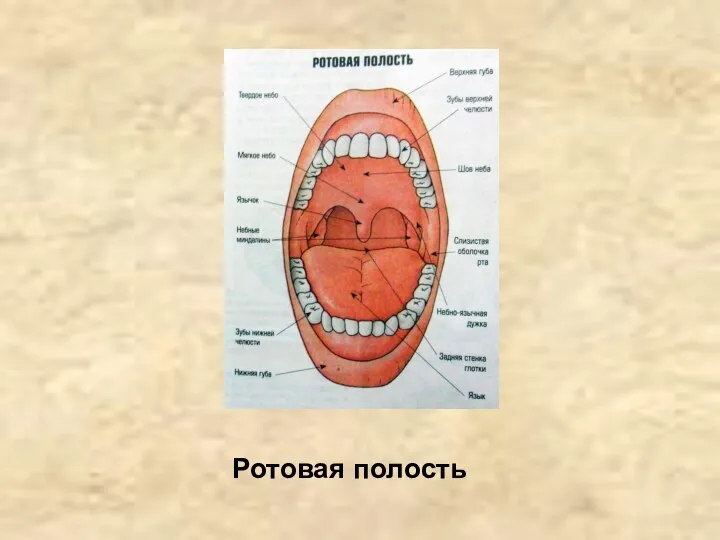 Ротовая полость