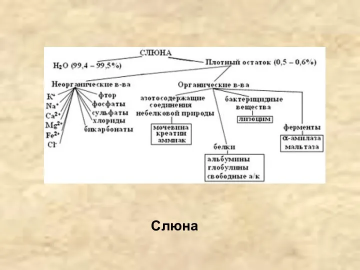 Слюна