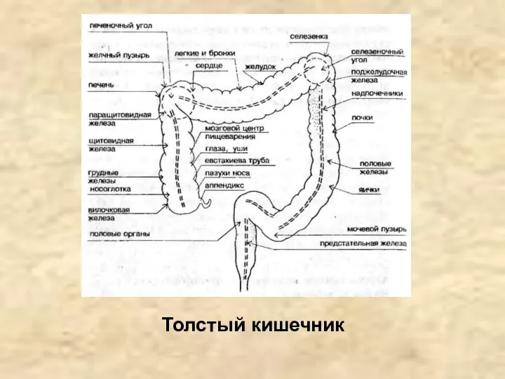 Толстый кишечник