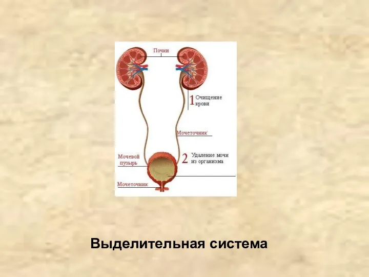 Выделительная система