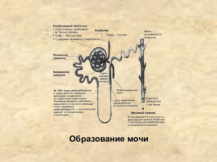 Образование мочи