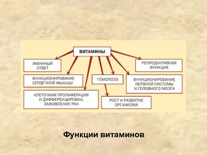 Функции витаминов