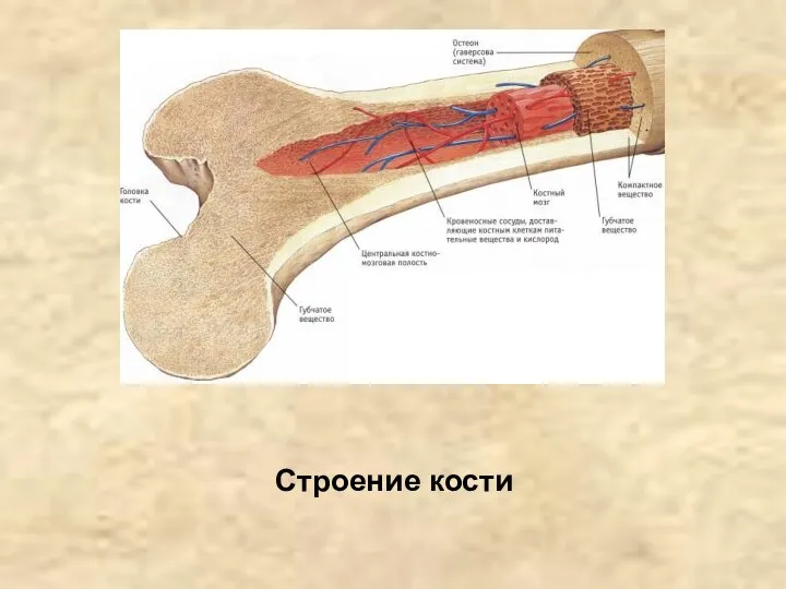 Строение кости