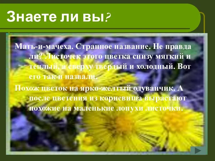 Знаете ли вы? Мать-и-мачеха. Странное название. Не правда ли? Листочек этого цветка