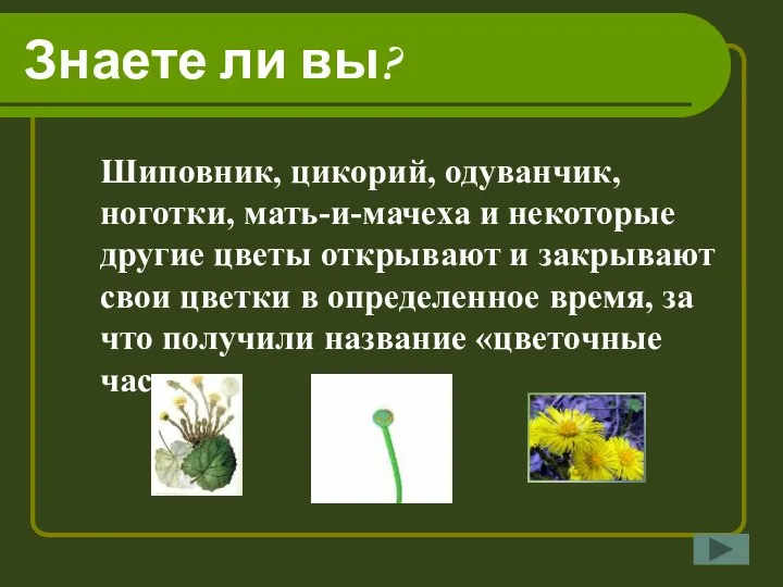 Знаете ли вы? Шиповник, цикорий, одуванчик, ноготки, мать-и-мачеха и некоторые другие цветы