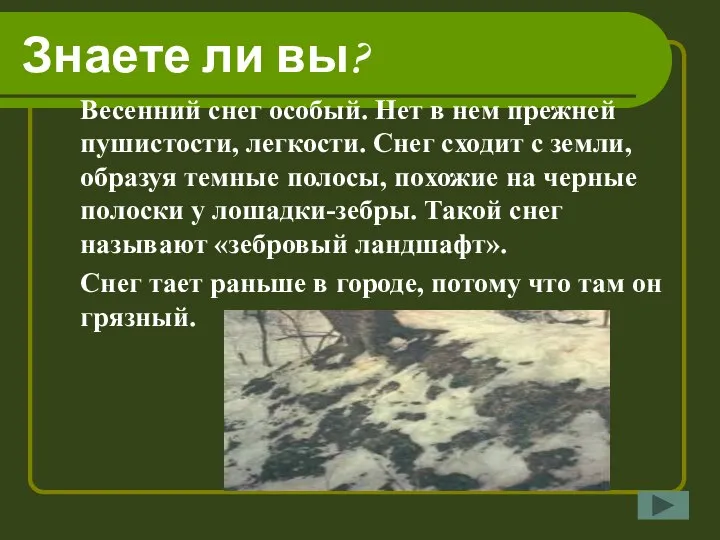 Знаете ли вы? Весенний снег особый. Нет в нем прежней пушистости, легкости.