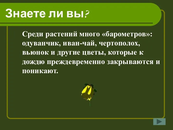 Знаете ли вы? Среди растений много «барометров»: одуванчик, иван-чай, чертополох, вьюнок и