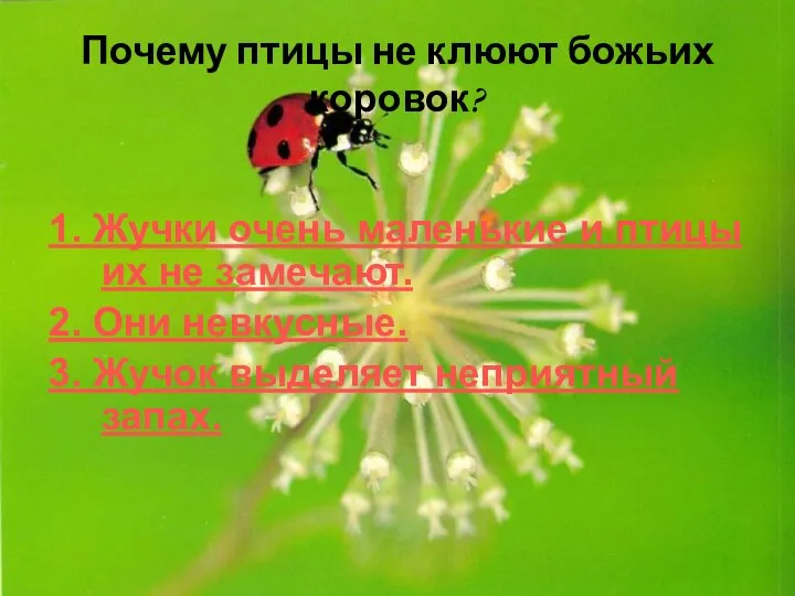 Почему птицы не клюют божьих коровок? 1. Жучки очень маленькие и птицы