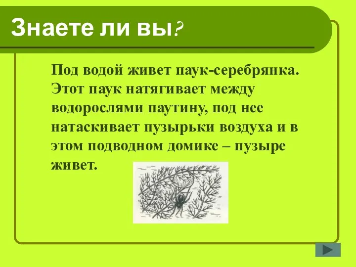 Знаете ли вы? Под водой живет паук-серебрянка. Этот паук натягивает между водорослями