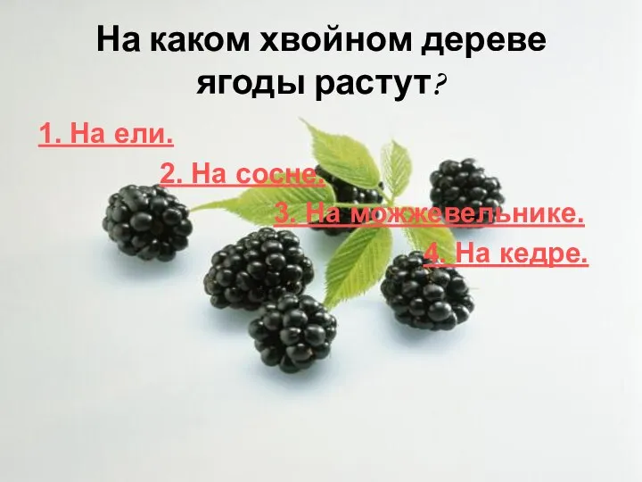 На каком хвойном дереве ягоды растут? 1. На ели. 2. На сосне.