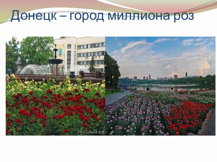 Донецк – город миллиона роз