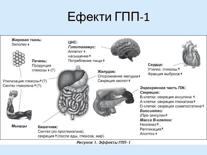 Ефекти ГПП-1