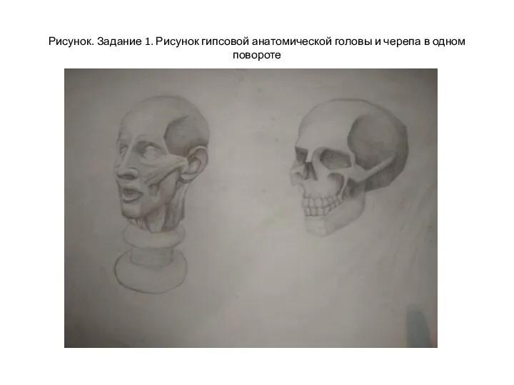 Рисунок. Задание 1. Рисунок гипсовой анатомической головы и черепа в одном повороте