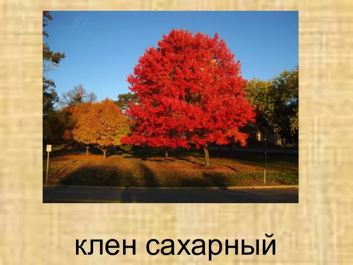 клен сахарный