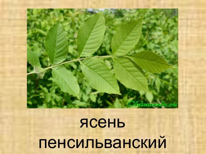 ясень пенсильванский