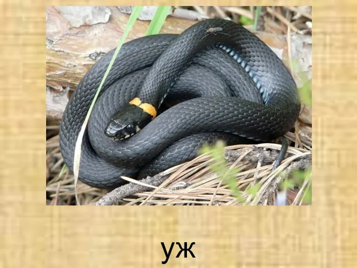 уж