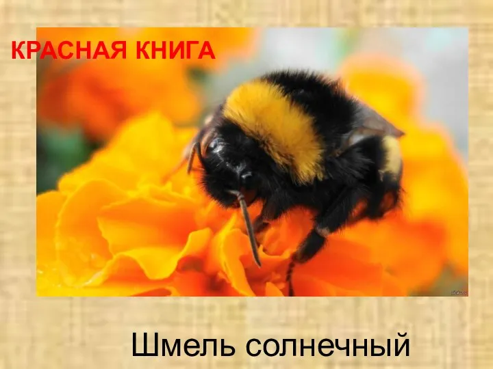 Шмель солнечный КРАСНАЯ КНИГА