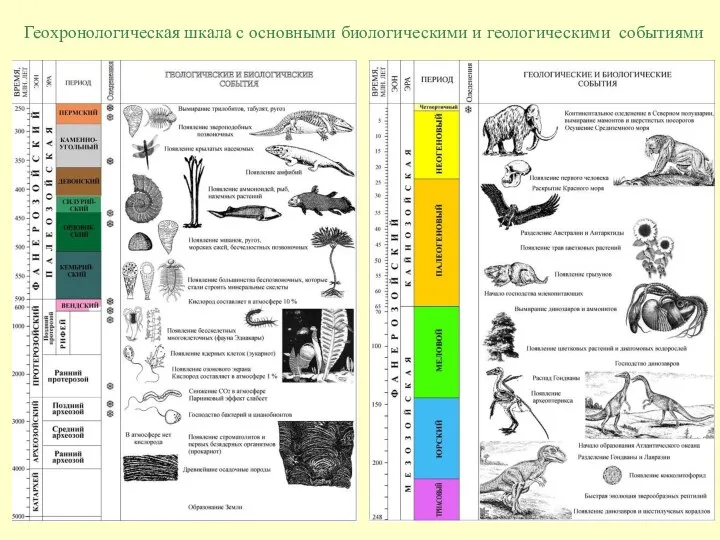 Геохронологическая шкала с основными биологическими и геологическими событиями