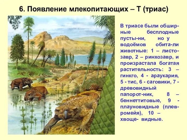 В триасе были обшир- бесплодные но у ные пусты-ни, водоёмов обита-ли животные: