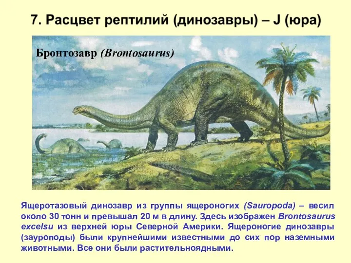 Бронтозавр (Brontosaurus) Ящеротазовый динозавр из группы ящероногих (Sauropoda) – весил около 30
