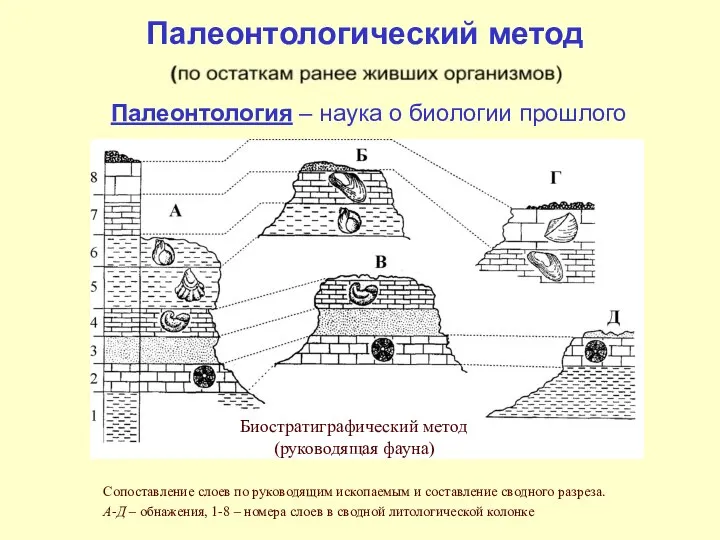 Палеонтологический метод Палеонтология – наука о биологии прошлого Биостратиграфический метод (руководящая фауна)