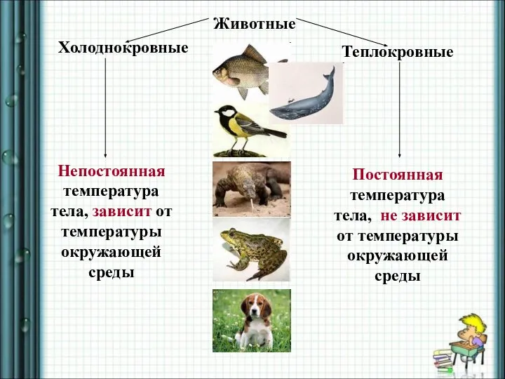 Животные Теплокровные Холоднокровные Непостоянная температура тела, зависит от температуры окружающей среды Постоянная