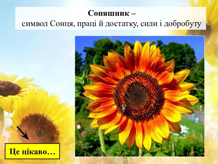 Це цікаво… Соняшник – символ Сонця, праці й достатку, сили і добробуту