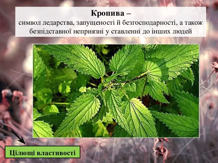 Цілющі властивості Кропива – символ ледарства, запущеності й безгосподарності, а також безпідставної