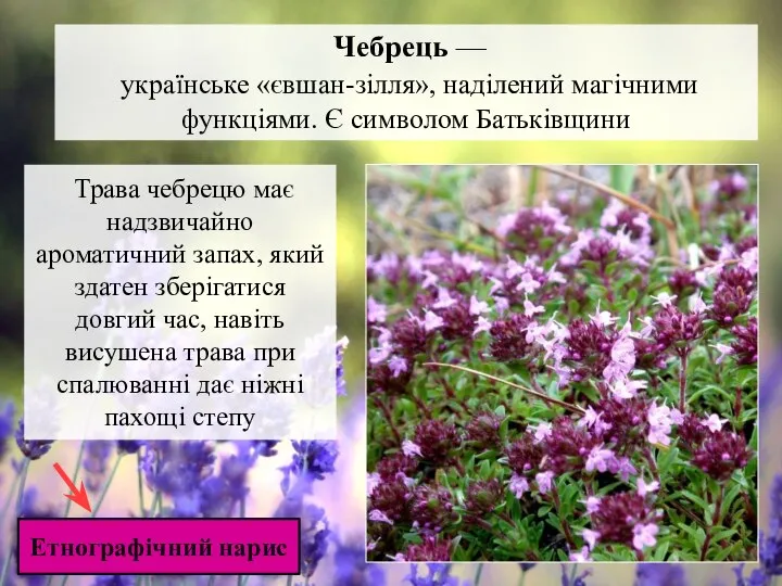 Етнографічний нарис Чебрець — українське «євшан-зілля», наділений магічними функціями. Є символом Батьківщини