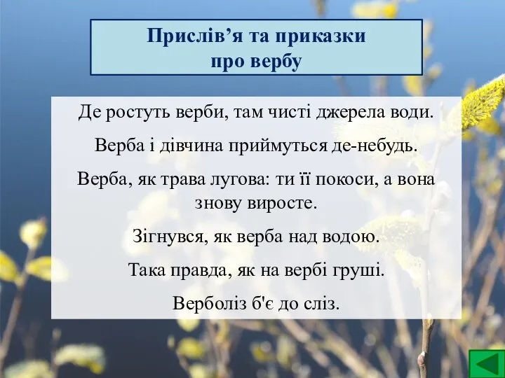 Прислів’я та приказки про вербу Де ростуть верби, там чисті джерела води.